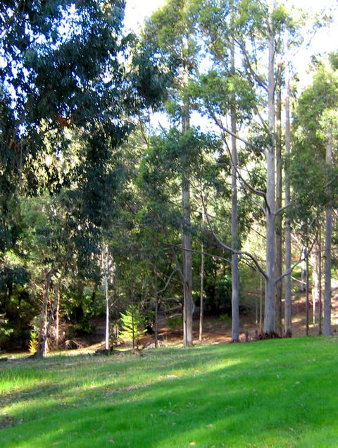 Golden Valley Tree Park - Attractions Sydney 6
