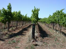 Temple Bruer Winery - Attractions Sydney 0