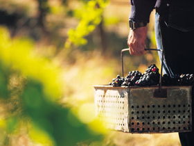 Burge Family Winemakers - Attractions Sydney 0