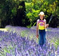 Brayfield Park Lavender Farm - Attractions Sydney