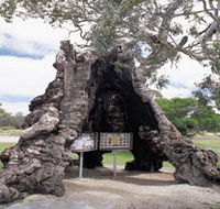 The Herbig Family Tree - Attractions Sydney
