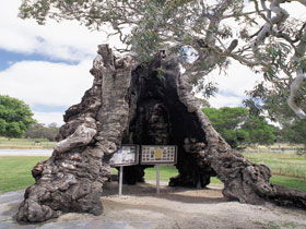 The Herbig Family Tree - Attractions Sydney 0
