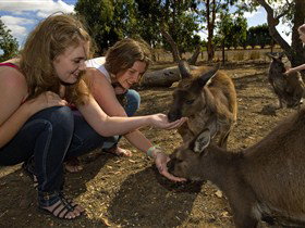 Seddon SA Attractions Sydney