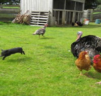 Echo Farm - Attractions Sydney