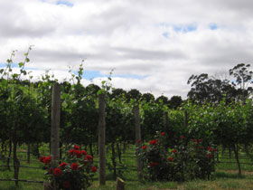 Manyara Vineyard - Attractions Sydney 0