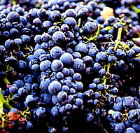 Laurel Bank Vineyard - Attractions Sydney