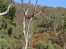 Black Hill Conservation Park - Attractions Sydney 0