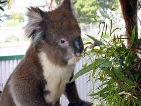 Yeelanna SA Attractions Sydney