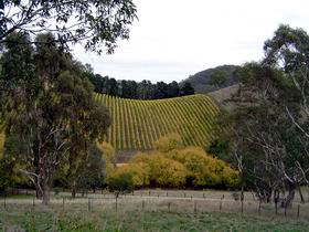 Mt Bera Vineyards - Attractions Sydney 0