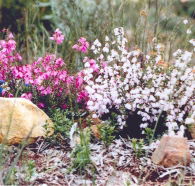 Stokes Bay Bush Garden - Attractions Sydney