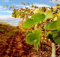 Mirabella Vineyards - Attractions Sydney