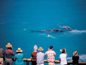 Whale Watching At Head Of Bight - Attractions Sydney 0