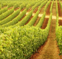 Schild Estate Wines - Attractions Sydney