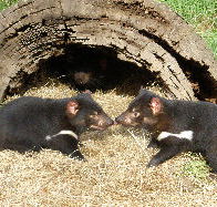 Wing's Wildlife Park - Attractions Sydney