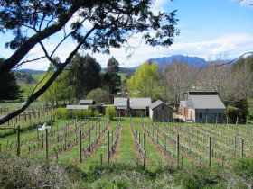 Wilmot Hills Vineyard - Attractions Sydney 0