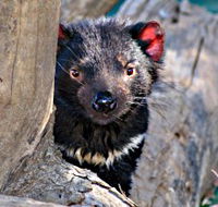 Trowunna Wildlife Sanctuary - Attractions Sydney