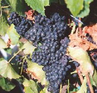 Darlington Vineyard - Attractions Sydney