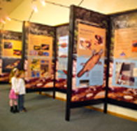 Platypus Experience - Attractions Sydney