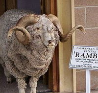 Tasmanian Wool Centre - Attractions Sydney