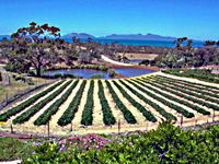 Kate's Berry Farm