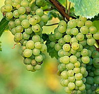 TP Vineyards - Attractions Sydney