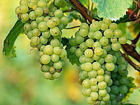 TP Vineyards - Attractions Sydney 0