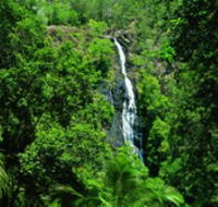 Kondalilla National Park - Attractions Sydney