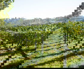 Surveyor's Hill Vineyards - Attractions Sydney 0
