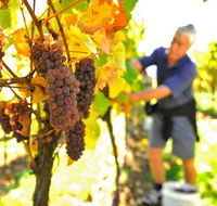 Native Point Wines - Attractions Sydney