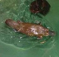 Platypus House - Attractions Sydney