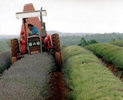 Nabowla TAS Attractions Sydney