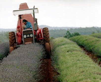 Bridestowe Lavender Farm - Attractions Sydney 0