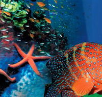 Indo Pacific Marine - Attractions Sydney