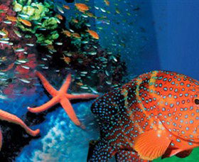 Indo Pacific Marine - Attractions Sydney 0