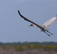 Gayngaru Wetlands Interpretive Walk - Attractions Sydney