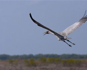 Gayngaru Wetlands Interpretive Walk - Attractions Sydney 0