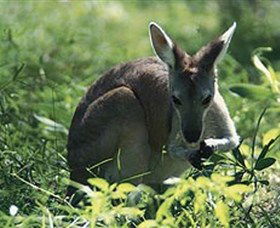  Attractions Sydney