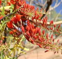Olive Pink Botanic Garden - Attractions Sydney