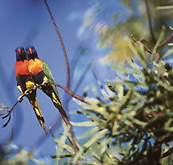 Wangi Falls Walk - Attractions Sydney