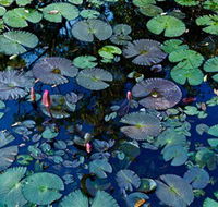 Pine Creek Water Gardens - Attractions Sydney