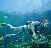 Kirra Reef Dive Site - Attractions Sydney