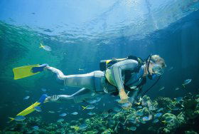 Kirra Reef Dive Site - Attractions Sydney 0