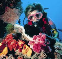 Nine Mile Reef Dive Site - Attractions Sydney