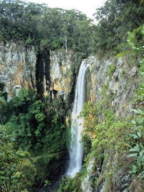 Gondwana Rainforests Of Australia - Attractions Sydney 0