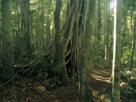 Beechmont QLD Attractions Sydney