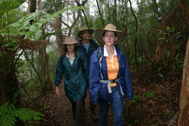 Mount Cougal, Springbrook National Park - Attractions Sydney 0