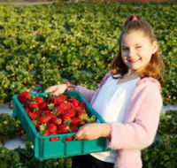 Strawberry Fields - Attractions Sydney