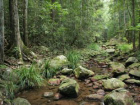 Amamoor State Forest - Attractions Sydney 0