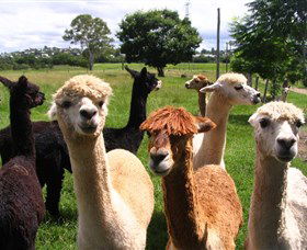 Banyandah Alpacas - Attractions Sydney 0