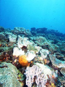 Mudjimba (Old Woman) Island Dive Site - Attractions Sydney 0